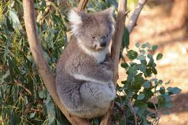 Un koala, animale tipico dell'Australia