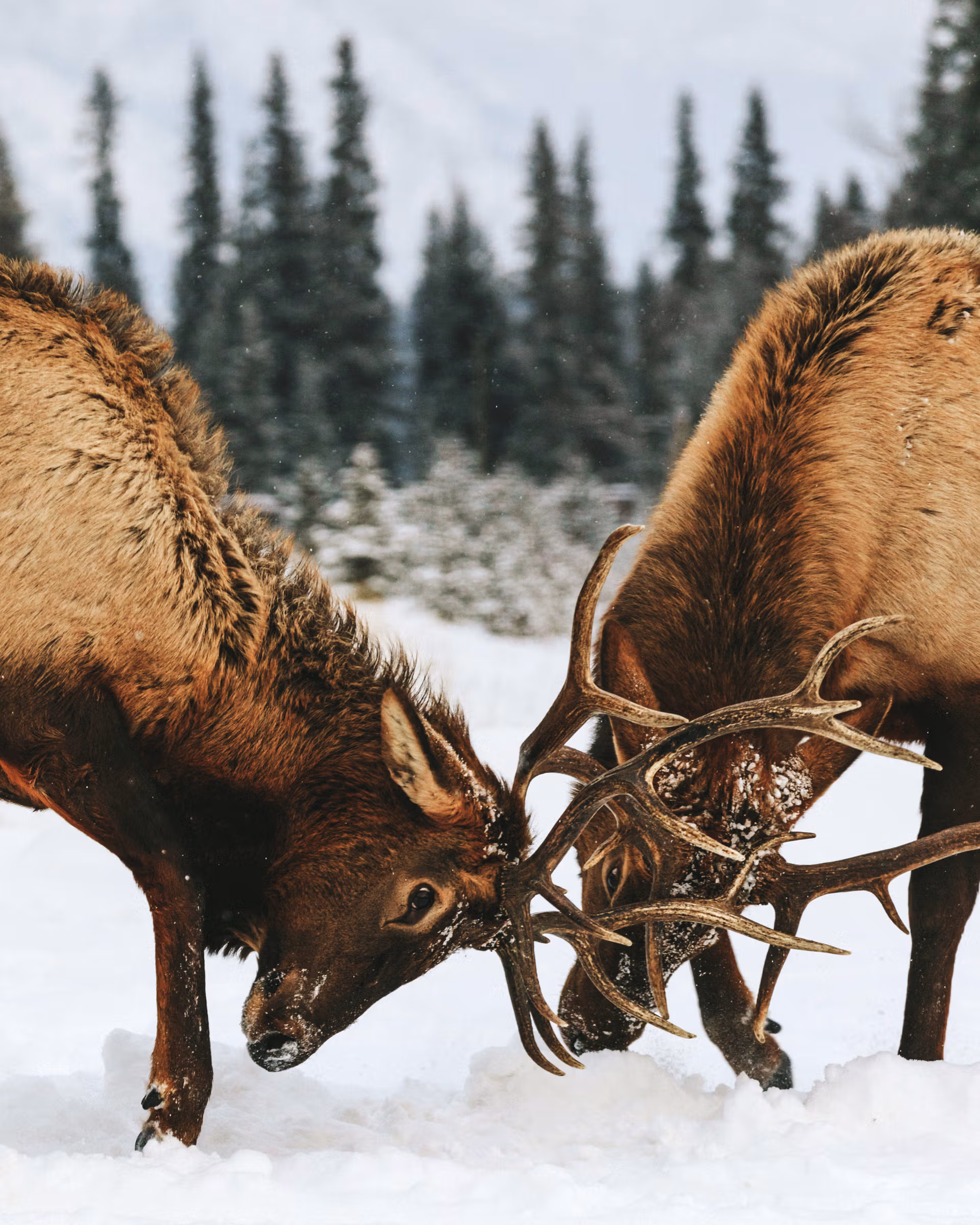 anno-scolastico-red-deer-alberta-10. anno-scolastico-red-deer-alberta-10.